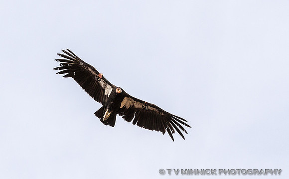 California Condor