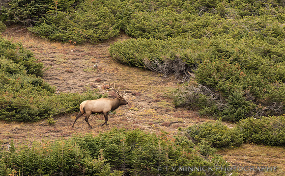 Bull Elk