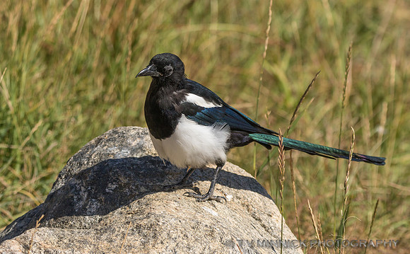 Magpie