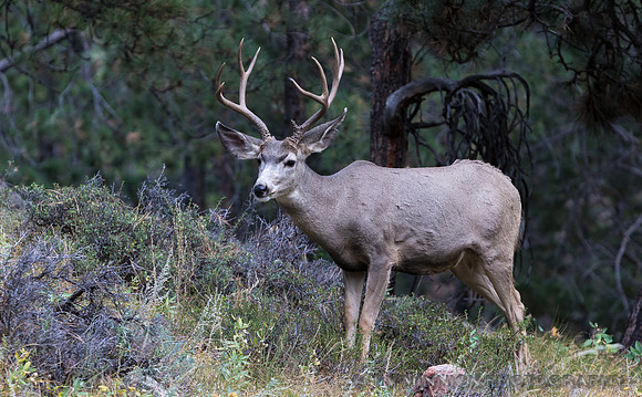 Mule Deer Buck