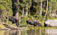 Moose at Nymph Lake