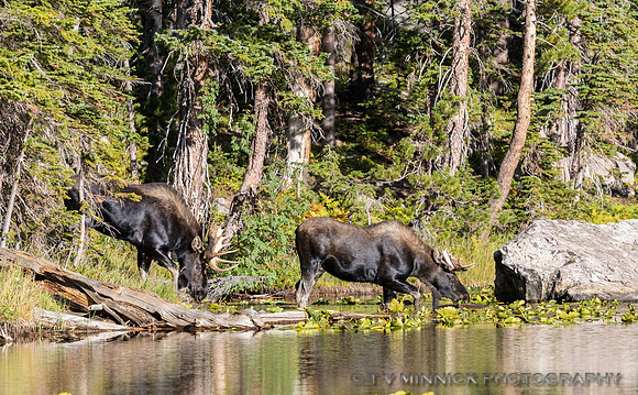 Moose at Nymph Lake