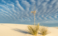 Soaptree Yucca