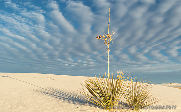 Soaptree Yucca