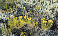 Yellow Indian Paintbrush