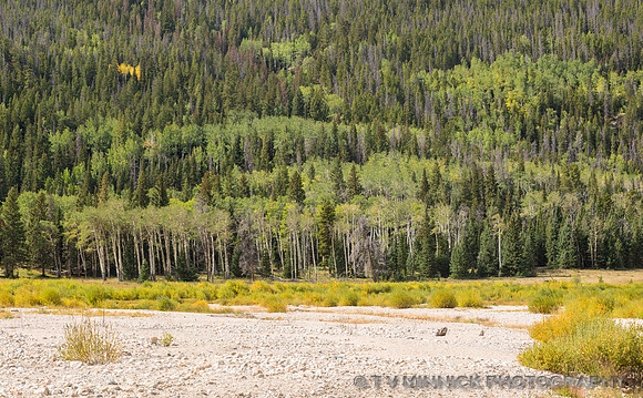 Alluvial Fan