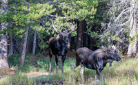 Two Moose