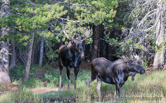 Two Moose