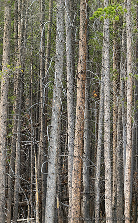 Lodgepole Pines