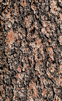 Ponderosa Pine Bark