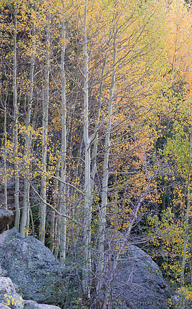 Aspens Turning