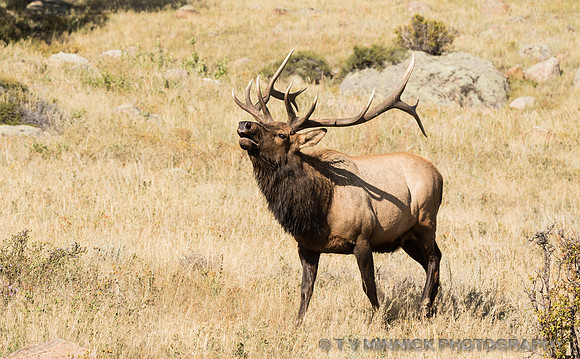 Bull Elk Vocalizing