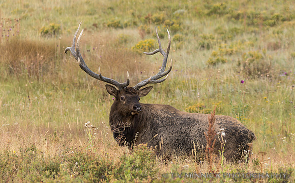 Resting Bull Elk