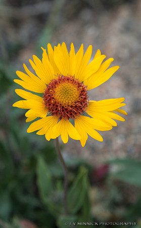 Blanket Flower