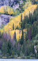 Green and Gold