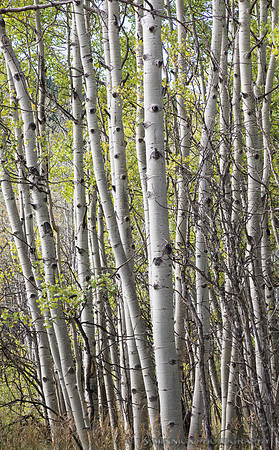 Aspens