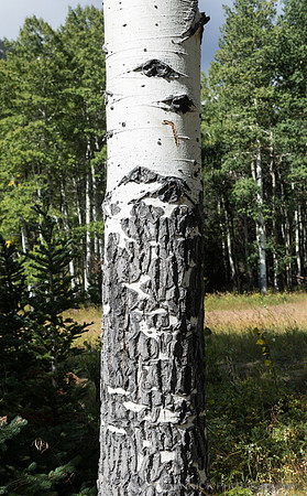 Aspen Scars