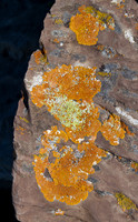 Lichens on Rock