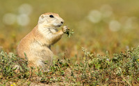 Black-tailed Prairie Dog