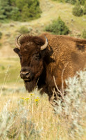 Bison
