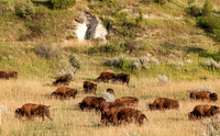 Grazing Bison Herd