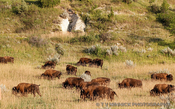 Grazing Bison Herd