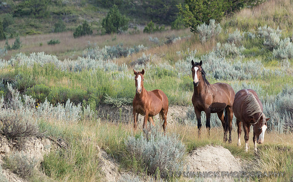 Wild Horses