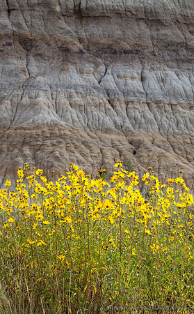 Badlands Wildflowers