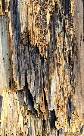 Petrified Wood