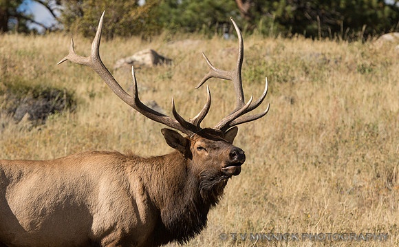 Elk Portrait