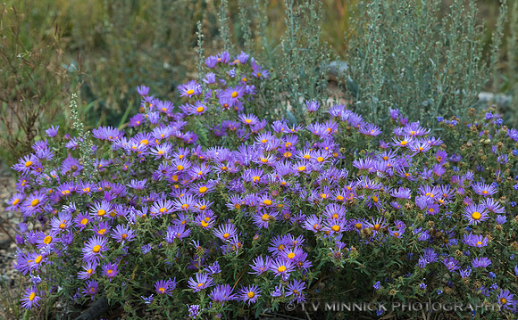 Showy Fleabane