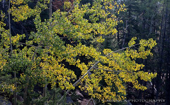 Autumnal Aspen