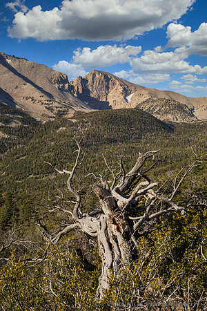 Great Basin Vista
