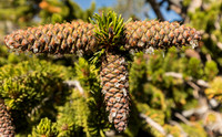 Bristlecone Pine cones