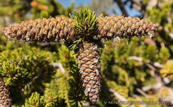 Bristlecone Pine cones