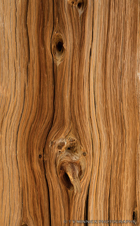 Bristlecone Pine Wood Detail