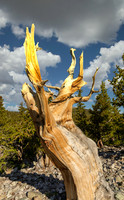 Bristlecone Pine
