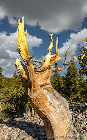 Bristlecone Pine