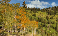Early Fall Color