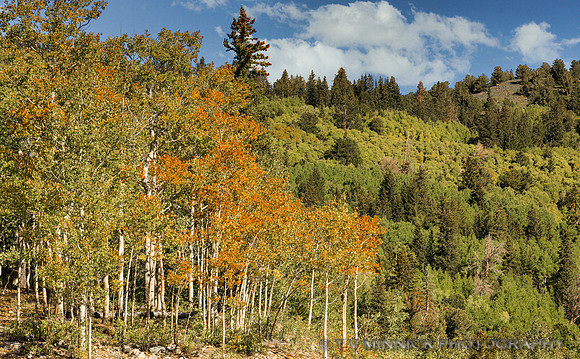 Early Fall Color