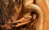 Pine Wood Detail