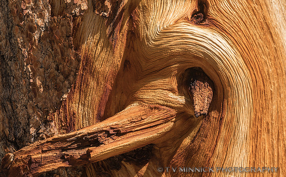 Pine Wood Detail