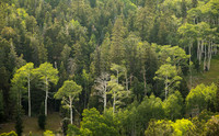 Aspen and Pines