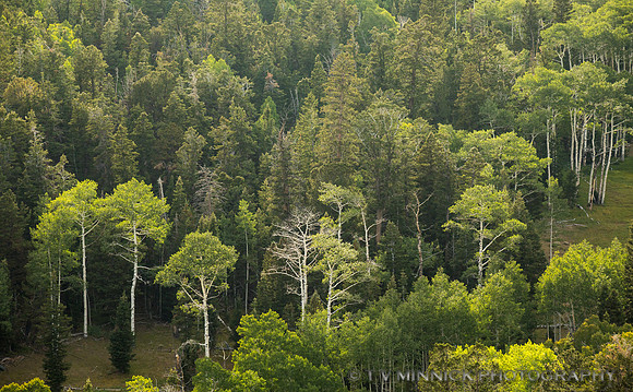 Aspen and Pines