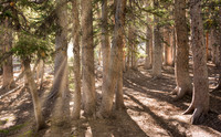 Sunrays through the Pines