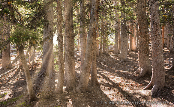Sunrays through the Pines