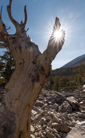 Sunburst and Tree