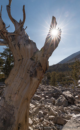 Sunburst and Tree