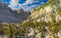 Bristlecone Grove