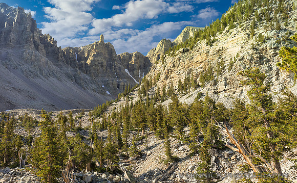 Bristlecone Grove
